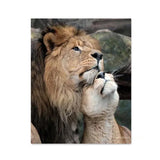 Black White Animals Baby Lion Family Poster