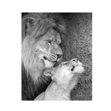 Black White Animals Baby Lion Family Poster