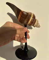 Shell Wine Glass
