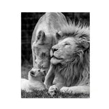 Black White Animals Baby Lion Family Poster