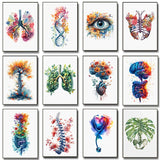 Anatomy Of Human Organs Posters