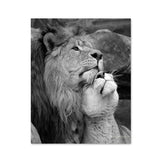 Black White Animals Baby Lion Family Poster