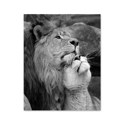 Schwarz-weiß Tiere Baby Löwenfamilie Poster