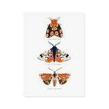 Butterfly Caterpillar Spring Posters