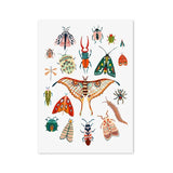 Butterfly Caterpillar Spring Posters