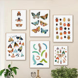Butterfly Caterpillar Spring Posters